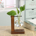 Mini Hydroponic Glass Plant Vase with Wooden Stand – Desktop & Home Decoration