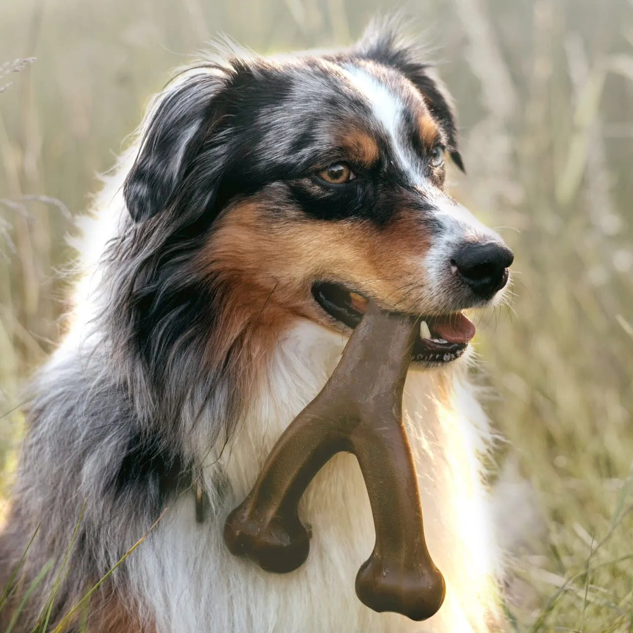 Nylon Dog Bone Chew Toy – Durable Teeth Grinding Toy